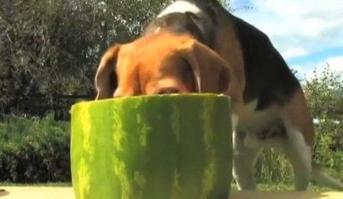 娱乐吃瓜汪,揭秘娱乐圈那些不为人知的幕后故事  第3张