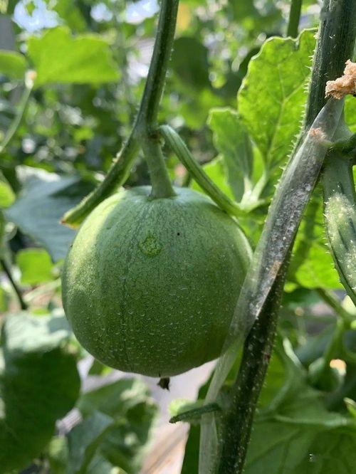 娱乐吃瓜酱的瓜,吃瓜酱带你探秘明星幕后故事  第2张